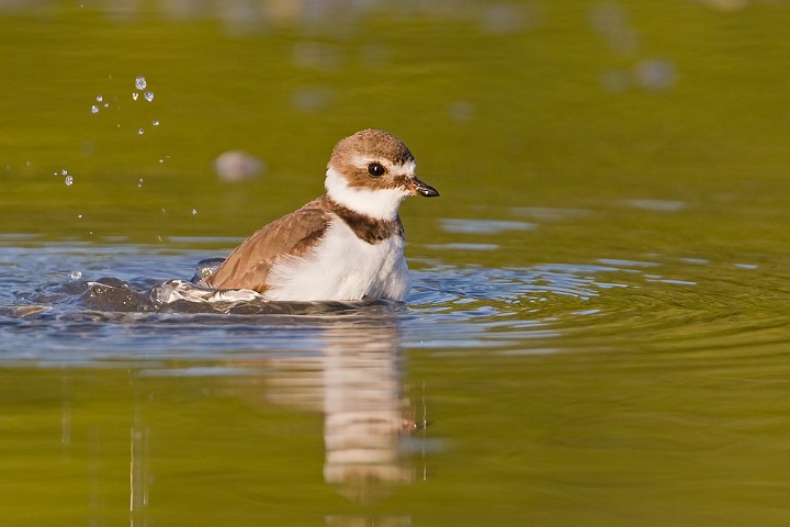 Amerikanischer Sandregenpfeifer Charadrius semipalmatus Semipalmated Plover